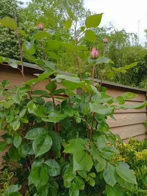 Jardin de l'établissement Gîte l'Olivianne