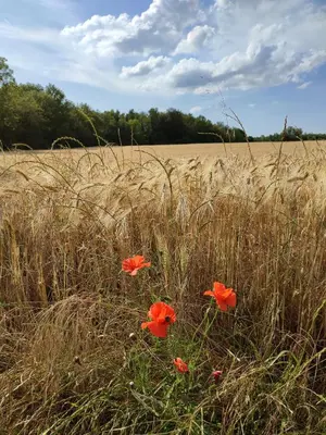 Paysage naturel près de la maison de vacances