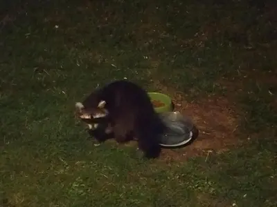 Animal ou animaux domestique(s) séjournant avec des clients dans l'établissement Gite de la Pierre Bleue, Authentique Maison à la campagne