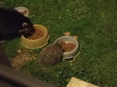 Animaux dans la maison de vacances ou à proximité