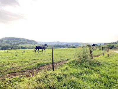 Animaux dans la maison de vacances ou à proximité