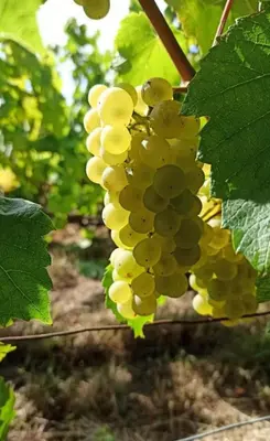 Plan de l'établissement Les bulles agéennes