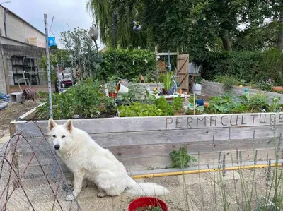 Animal ou animaux domestique(s) séjournant avec des clients dans l'établissement Logement 4 personnes avec cuisine équipée et parking clos