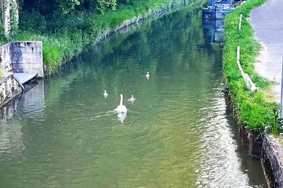 Vue sur la rivière ou le fleuve situé(e) à proximité de l'appartement