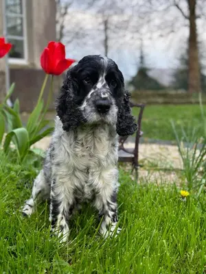 Animal ou animaux domestique(s) séjournant avec des clients dans l'établissement Le SAN - Chambre d'hôtes INCLUSIVE & ÉCORESPONSABLE