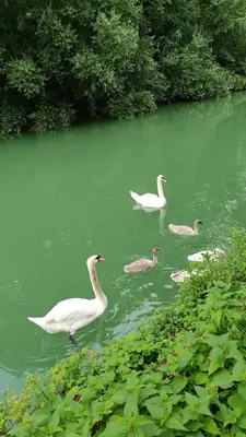 Vue sur la rivière ou le fleuve situé(e) à proximité de l'appartement