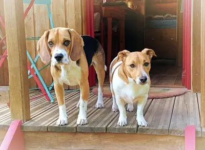 Animal ou animaux domestique(s) séjournant avec des clients dans l'établissement Tiny somniflore