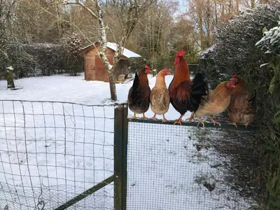 Animaux dans le B&B/chambre d'hôtes ou à proximité