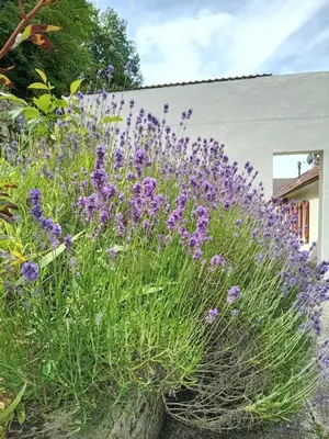 Jardin de l'établissement Gite d'ALTONA