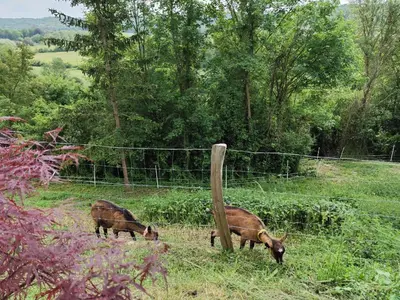 Animaux dans l'appartement ou à proximité