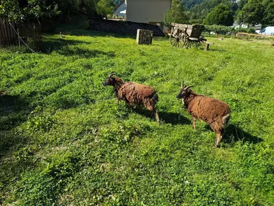 Plan de l'établissement Au Ptit Bonheur De La Semoy
