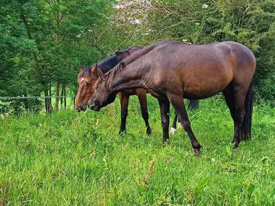 Animaux dans l'appartement ou à proximité