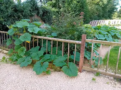 Jardin de l'établissement Grain d'orge et cornouiller