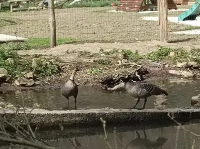 Animaux dans la maison de vacances ou à proximité