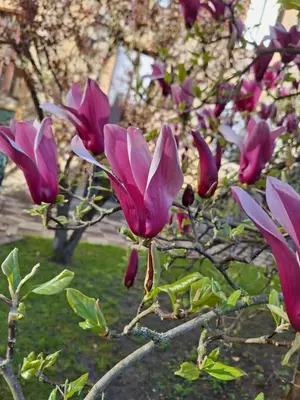 Jardin de l'établissement Le temps suspendu