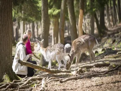 Animaux dans l'appartement ou à proximité