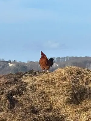 Animaux dans l'appartement ou à proximité