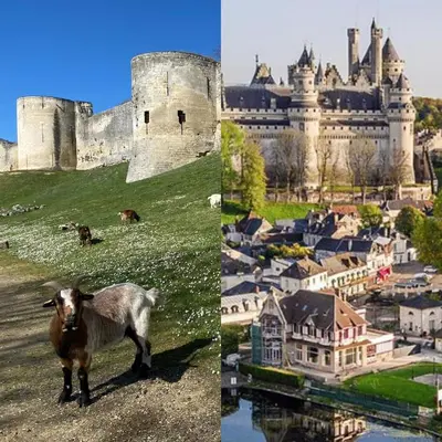 Animaux dans la maison de vacances ou à proximité
