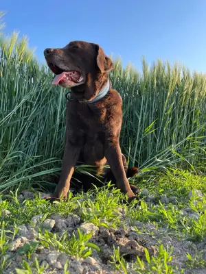 Animal ou animaux domestique(s) séjournant avec des clients dans l'établissement paddock pétillant