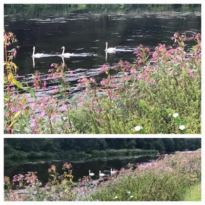 Vue sur la rivière ou le fleuve situé(e) à proximité de le chalet