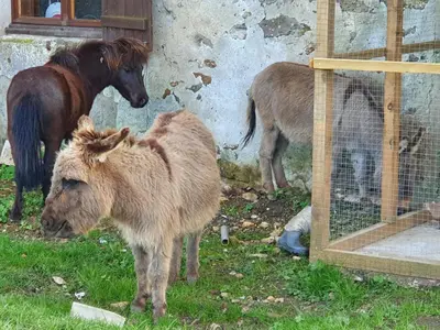 Animaux dans l'appartement ou à proximité
