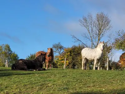 Animaux dans la maison de vacances ou à proximité