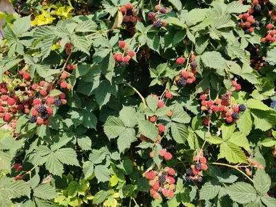 Jardin de l'établissement A l'ombre du mûrier