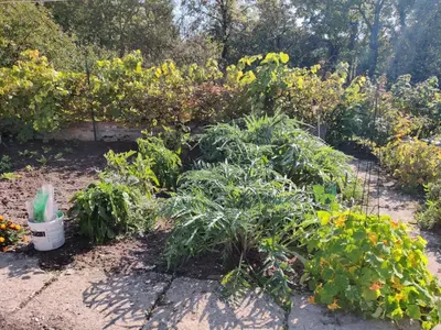 Jardin de l'établissement A l'ombre du mûrier