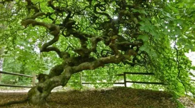 Jardin de l'établissement La Mémoire de Paulette