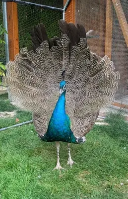 Animaux dans la maison de vacances ou à proximité