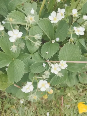 Jardin de l'établissement Longère de charme au vert