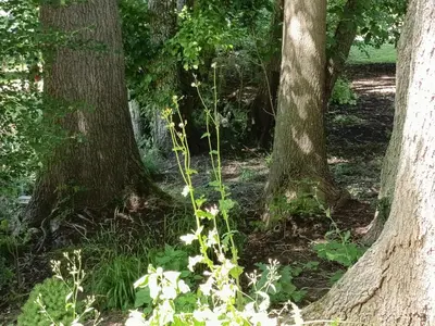 Jardin de l'établissement Chez Jean-Pierre