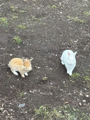 Animal ou animaux domestique(s) séjournant avec des clients dans l'établissement La ferme du bon vieux temps
