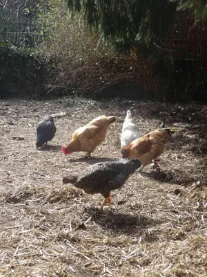 Animaux dans le B&B/chambre d'hôtes ou à proximité