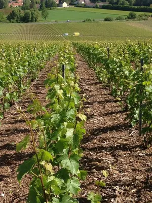 Jardin de l'établissement Gite Du Clos Pommier