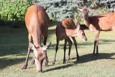 Animaux dans la maison de vacances ou à proximité