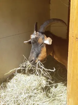 Animaux dans la maison d'hôtes ou à proximité