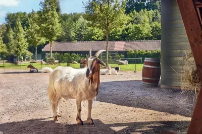 Animaux dans le village vacances ou à proximité