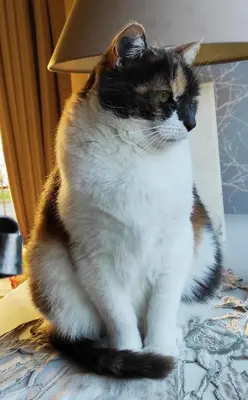 Animal ou animaux domestique(s) séjournant avec des clients dans l'établissement Chambre d'hôtes de Marie