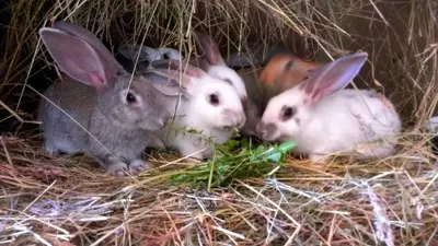 Animaux dans la maison de vacances ou à proximité