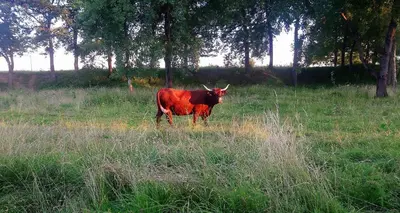 Animaux dans la maison de vacances ou à proximité
