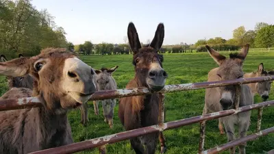 Animaux dans le B&B/chambre d'hôtes ou à proximité