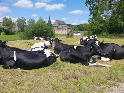 Animaux dans le B&B/chambre d'hôtes ou à proximité
