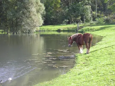 Animaux dans le B&B/chambre d'hôtes ou à proximité