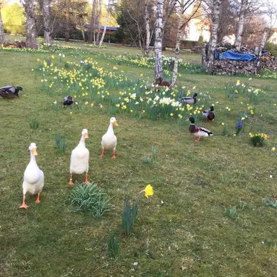 Jardin de l'établissement Résidence Clairbois, Chambres d'Hôtes