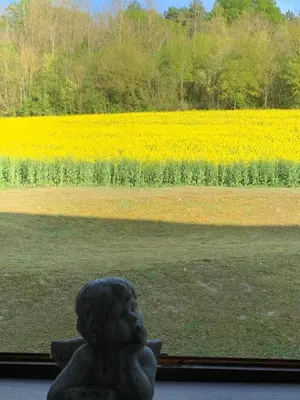 Jardin de l'établissement Maison indépendante à la campagne