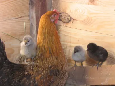 Animaux dans le B&B/chambre d'hôtes ou à proximité