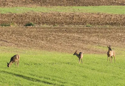 Animaux dans l'appartement ou à proximité