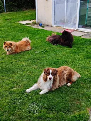 Animal ou animaux domestique(s) séjournant avec des clients dans l'établissement Petit séjour en chalet