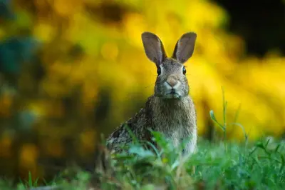 Animaux dans le B&B/chambre d'hôtes ou à proximité